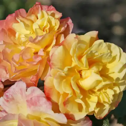 Trandafiri online - Galben - trandafiri târâtori și cățărători, Climber - trandafir cu parfum intens -  - W. Kordes’ Söhne® - ,-